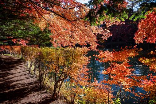 紅葉 紅葉 秋,紅葉,黄葉の写真素材