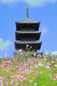 備中国分寺とコスモス-3 備中国分寺とコスモス-3 コスモス,花,秋の写真素材