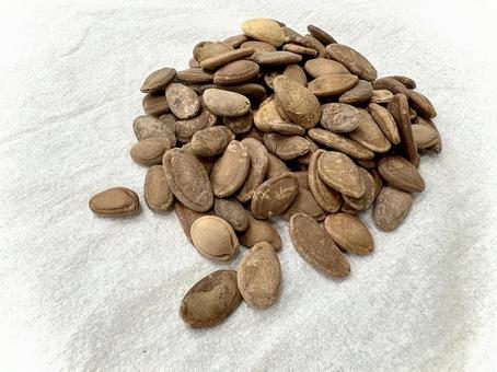 生薬・栝楼仁 参 栝楼仁,カロニン,種子の写真素材