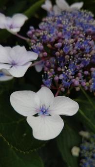 紫陽花 紫陽花の写真