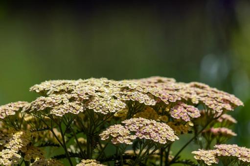 一面のハーブの花 一面のハーブの花の写真