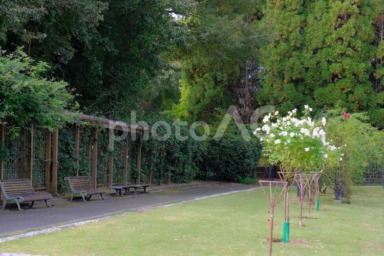 兵庫県立播磨中央公園 兵庫県立播磨中央公園,公園,バラ園の写真素材