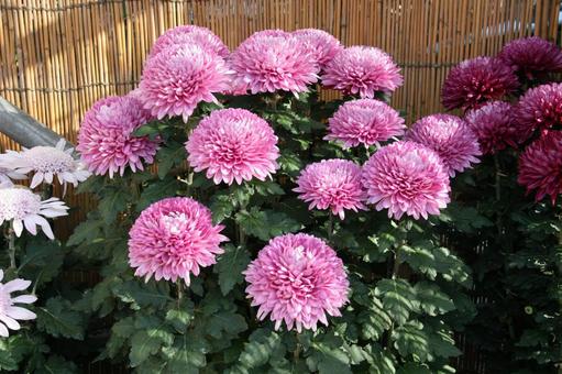 和菊・わぎく 和菊・わぎく 和菊・わぎく,風景マクロ,わぎくの写真素材