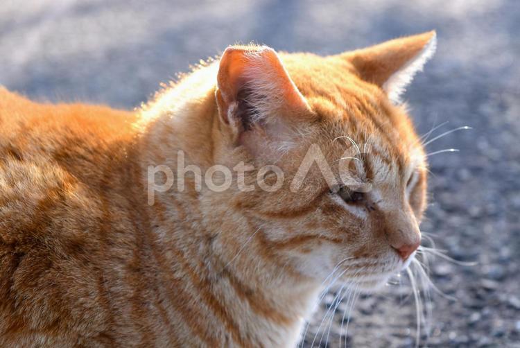 駐車場の野良猫 ねこ,ネコ,猫の写真素材