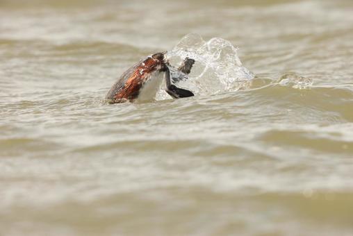 ハジロカイツブリ ハジロカイツブリ,夏羽,野鳥の写真素材