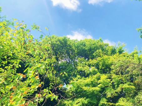 木々と爽やかな青空 木々と爽やかな青空の写真