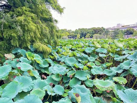 上野公園 東京都台東上野 蓮 上野公園 東京都台東上野 蓮の写真