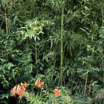 竹とオニユリ 竹とオニユリの写真