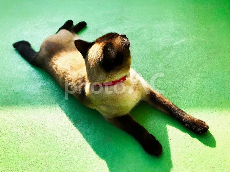 呼んでも無視するシャム猫 シャム猫,譲渡猫,飼い猫の写真素材