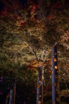 闇夜に浮かぶ紅葉と竹灯り 秋,紅葉,もみじの写真素材