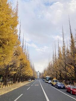 イチョウ イチョウ,銀杏,イチョウ並木の写真素材