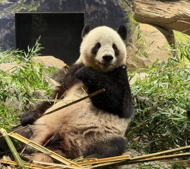 上野パンダ シャオシャオ2025③ パンダ,ジャイアントパンダ,シャオシャオの写真素材