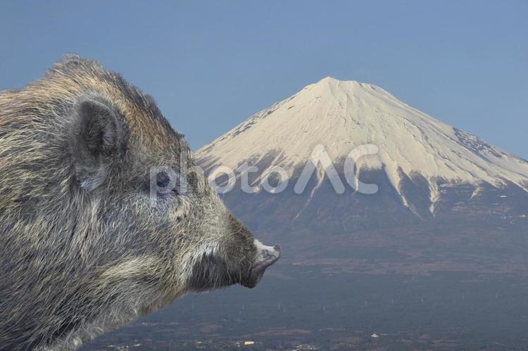 富士山といのしし 富士山,いのしし,年賀状素材の写真素材
