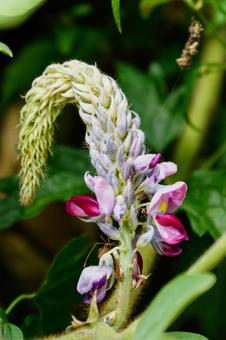 クズの花03 クズ,くず,葛の写真素材