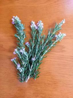 ローズマリーの花 ハーブ,薬草,ローズマリーの写真素材