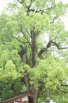 木 木の写真
