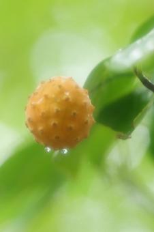 雨に濡れたヤマボウシの実 雨に濡れたヤマボウシの実の写真