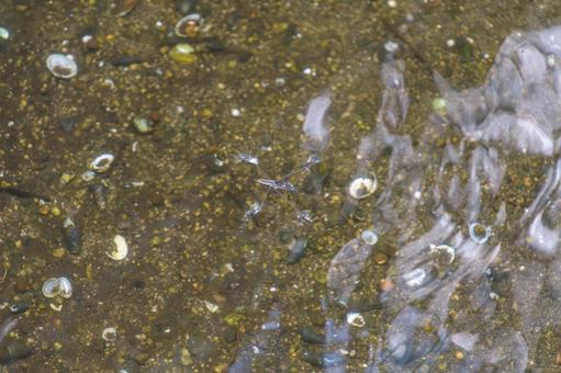 澄んだ小川の水面に波紋を広げるアメンボ アメンボ,昆虫,水面の写真素材