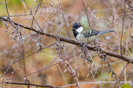 シジュウカラ(152)の写真
