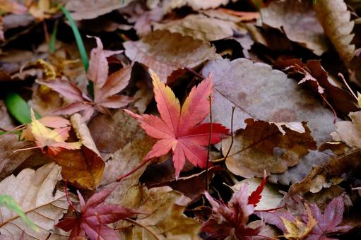 Maple 2, JPG