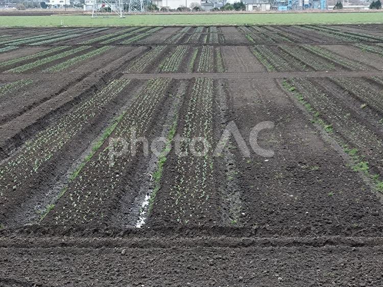 佐倉ふるさと広場田園風景 佐倉,ふるさと広場,植える前の写真素材