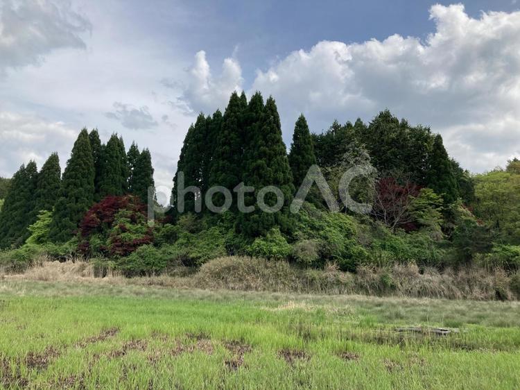 緑と空の山の風景 木,緑,空の写真素材