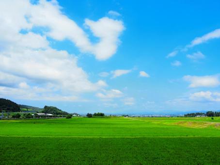 夏の景色15 夏の景色15 田,田んぼ,稲の写真素材