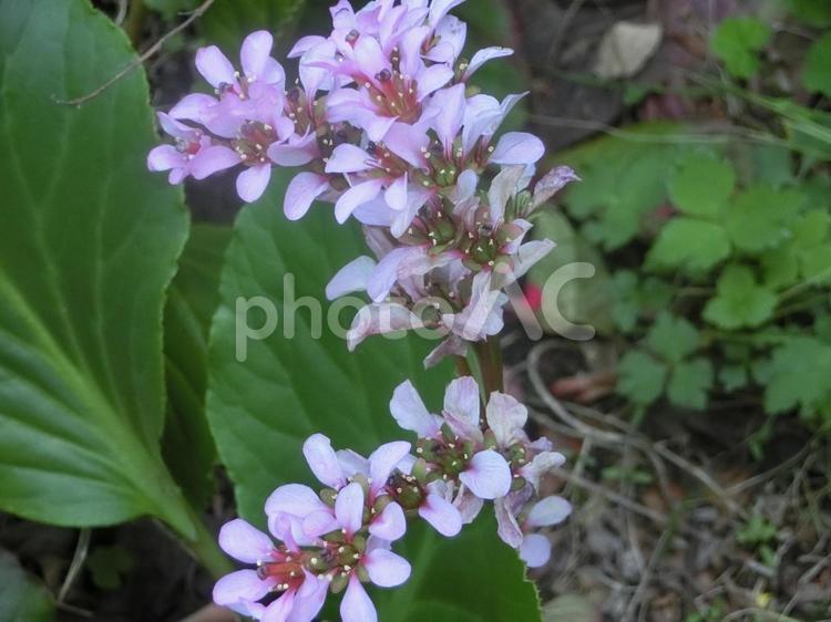 ガクアジサイの花【神奈川県】 ガクアジサイ,白,アジサイの写真素材