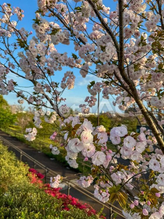 ニコタマの八重桜 二子玉川,八重桜,桜の写真素材