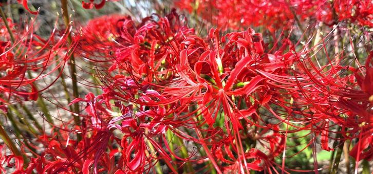 Red spider lily, JPG Red spider lily, JPG