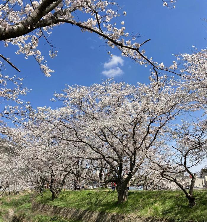 桜並木　出雲市　新川桜土手 桜,桜並木,春の写真素材