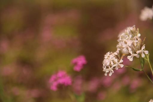 庭園の花 庭園の花の写真