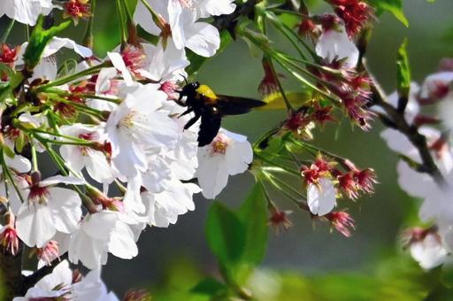 くまばちと桜 くまばちと桜の写真