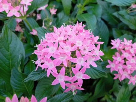 照片, 粉紅色的花朵, 街路樹, machinaka, 