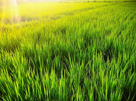 Paddy fields bathed in the setting sun, paddy field, paddy field, setting sun, JPG