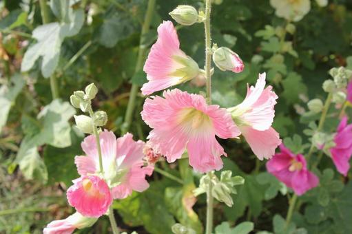 タチアオイ3 タチアオイ,7月,初夏の写真素材