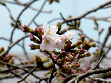 3月下旬、一番乗りで開花したサクラ 3月下旬、一番乗りで開花したサクラ サクラ,花,木の写真素材