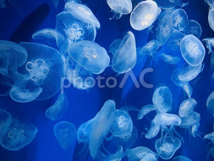 クラゲ クラゲ,くらげ,水族館の写真素材