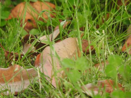 落ち葉色と緑色の写真