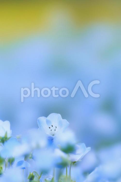 ソフトフォーカス美しきネモフィラのアップ ネモフィラ,パステル調,花の写真素材