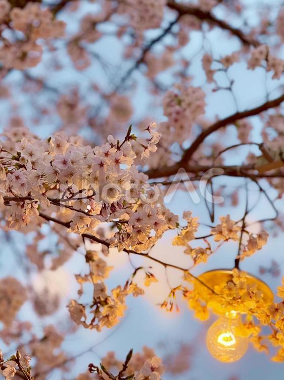 灯りとともに咲く 夜桜,ライトアップ,桜の写真素材