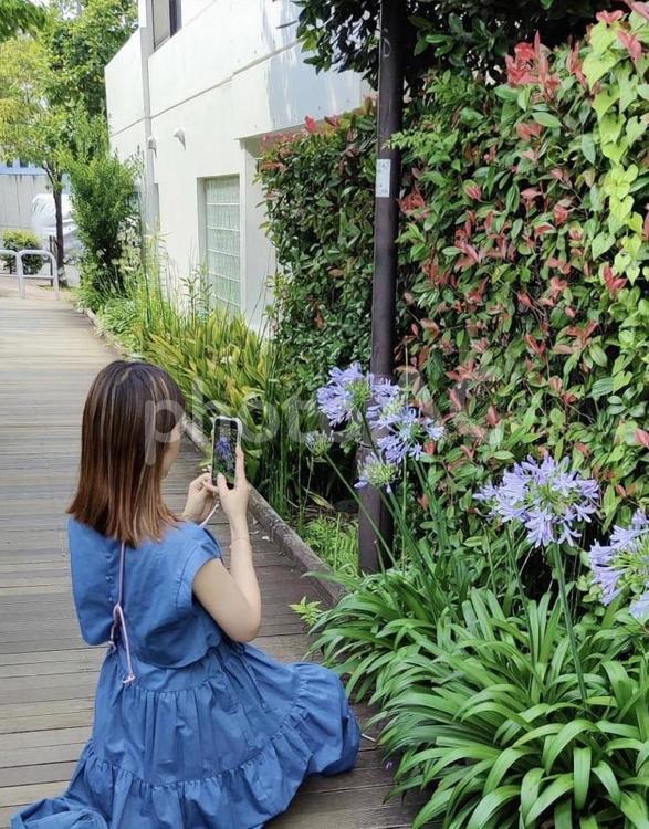 道端の花をスマートフォンで撮影する女性 スマートフォン,スマホ,iphoneの写真素材