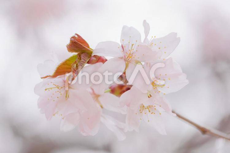 桜 桜,さくら,サクラの写真素材