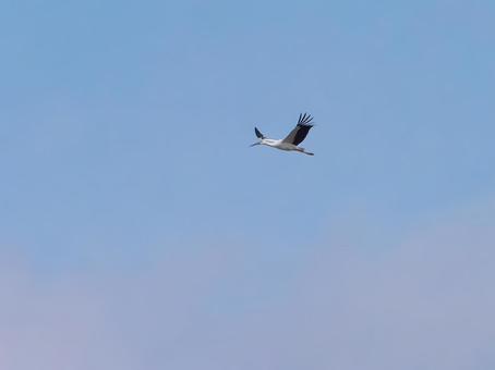 空飛ぶコウノトリ⑤ 空飛ぶコウノトリ⑤ コウノトリ,鸛,飛翔の写真素材