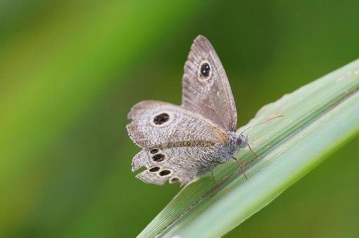 Photo, shimeira namijanomet, butterfly, タ テ チ チ チ ウ branch, 