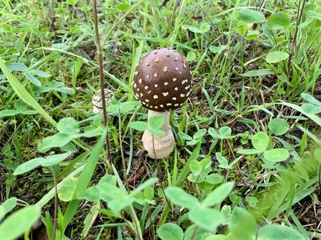 秋の公園で見つけたテングタケ 秋の公園で見つけたテングタケの写真