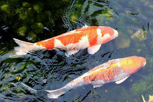 錦鯉 錦鯉,鯉,コイの写真素材