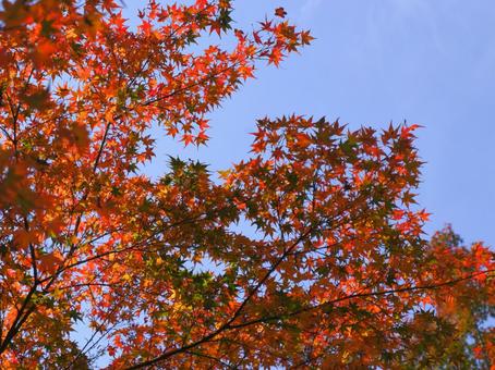autumn leaves, JPG