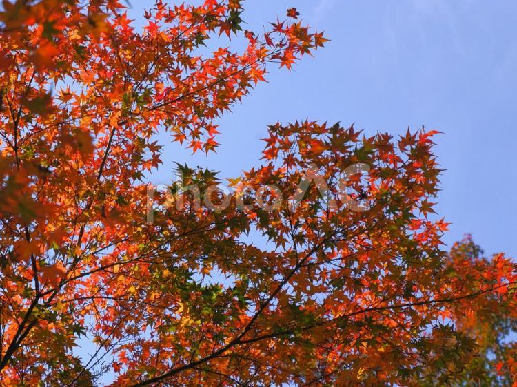 紅葉 紅葉,秋の風景,秋の写真素材