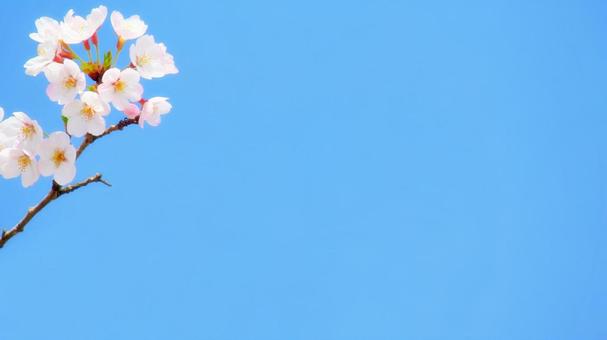美しい青空と満開のさくら:コピースペース 桜,青空,春の写真素材